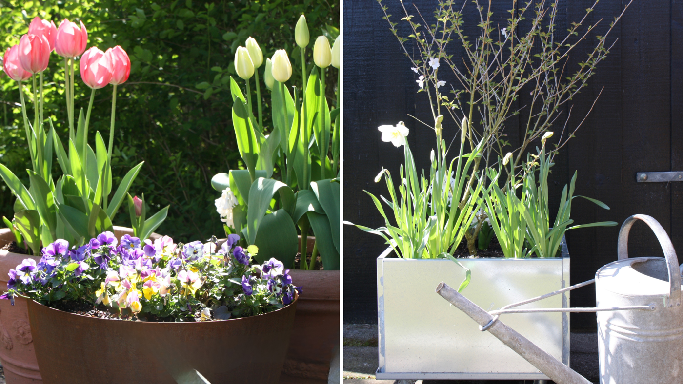 Forårsblomster 