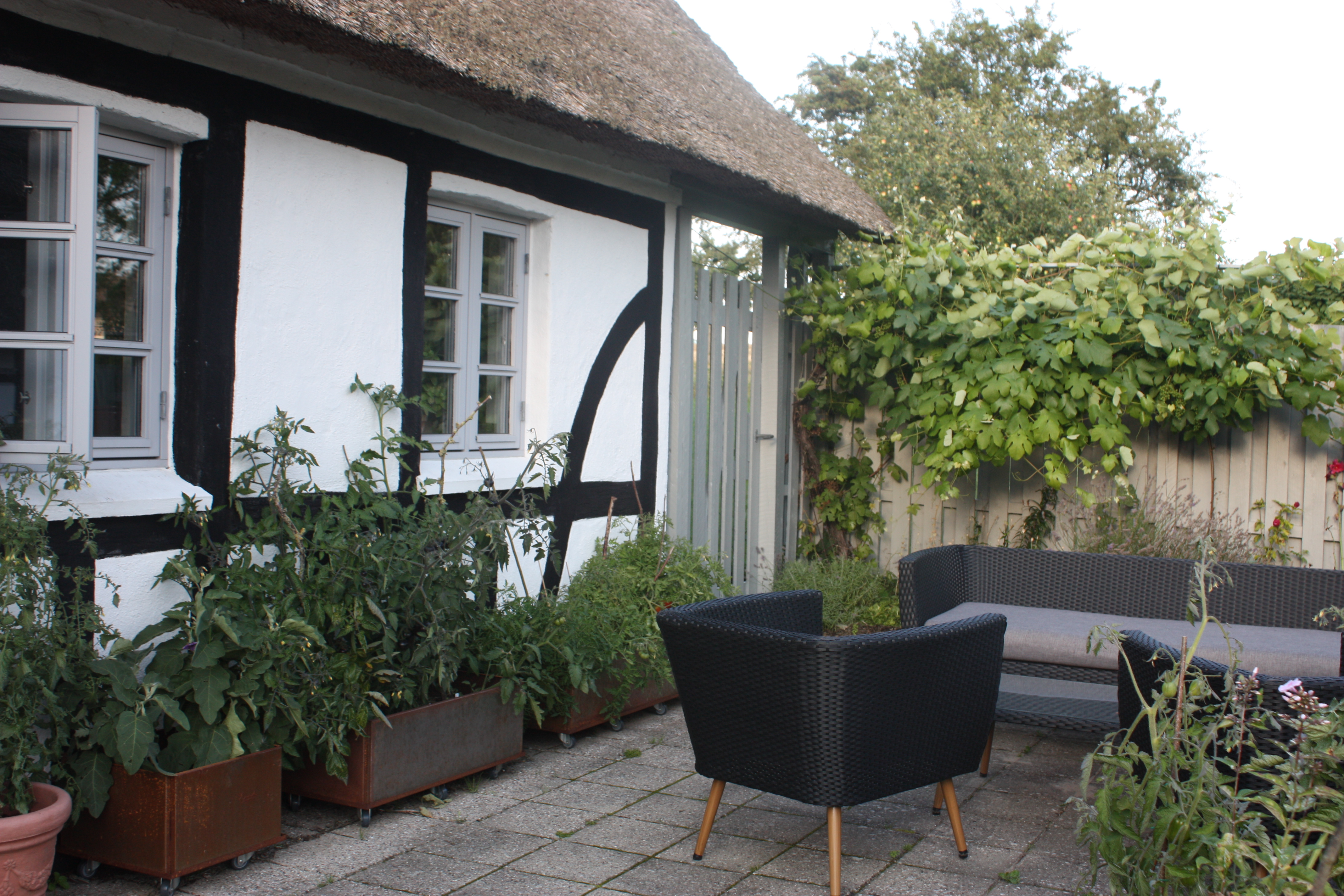 Hold dine bærbuske sunde og rigtbærende – beskær dem nu