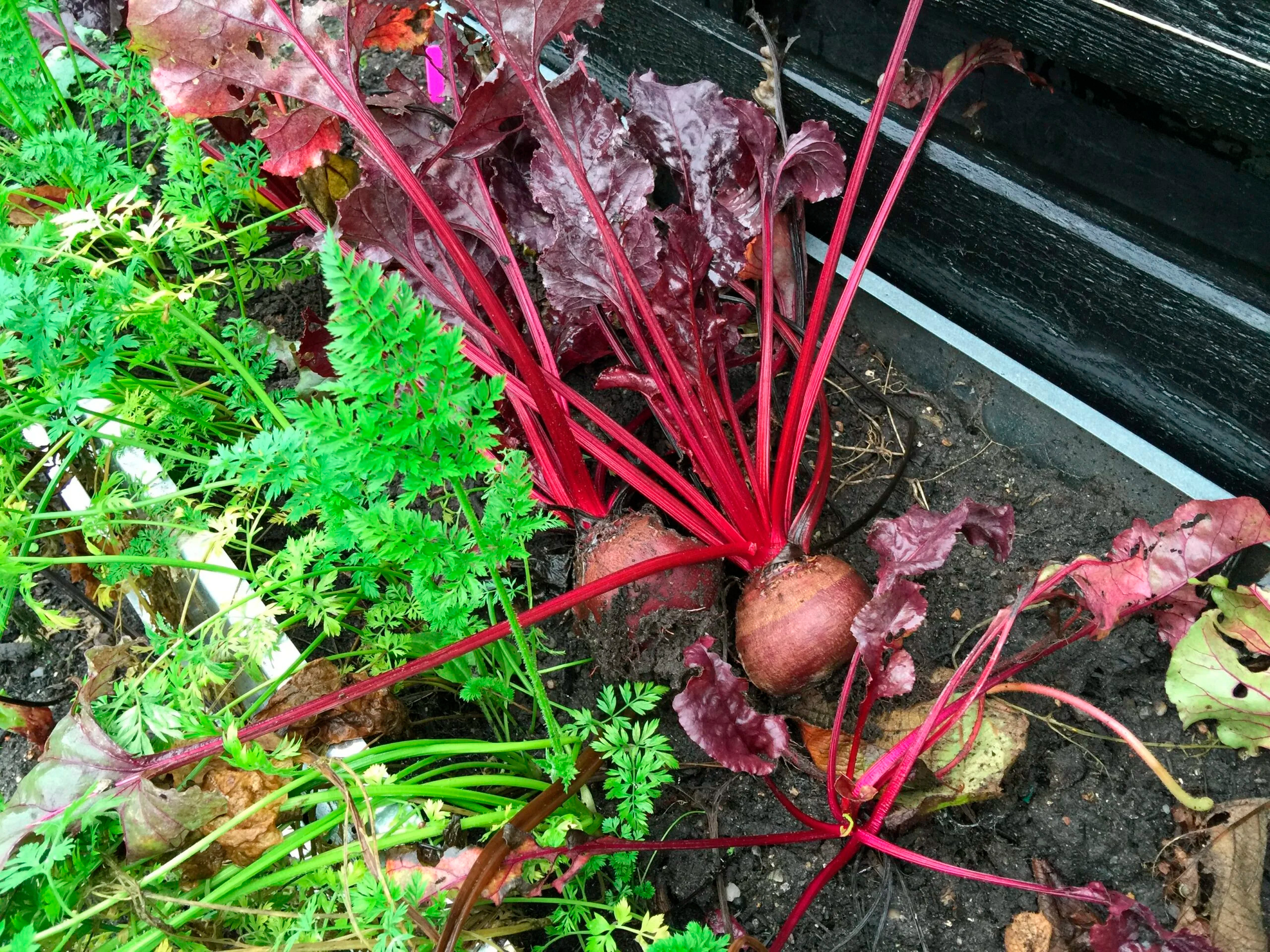 Sådan dyrker du løg i haven