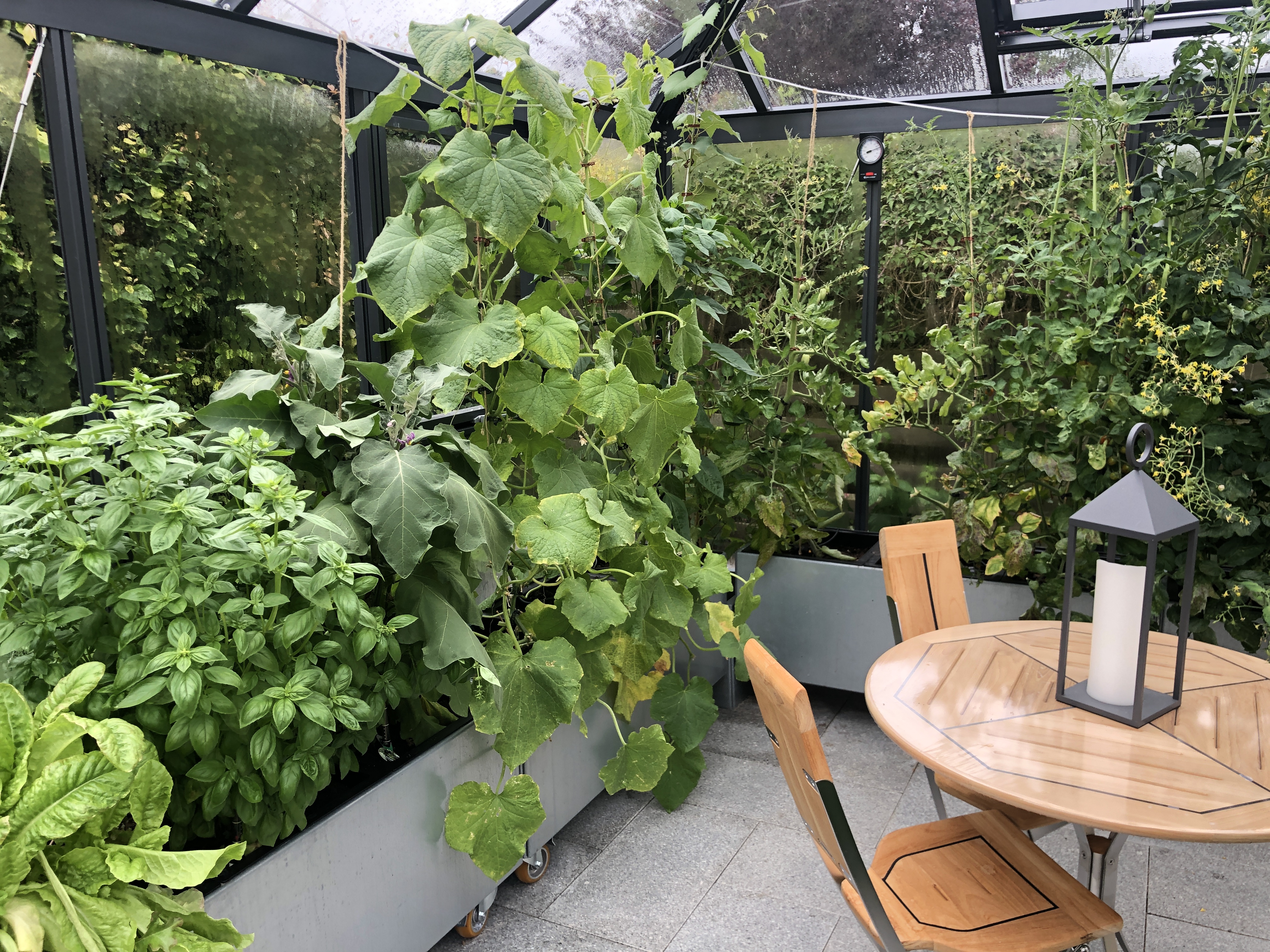 5 gode afgrøder du kan dyrke i sensommeren