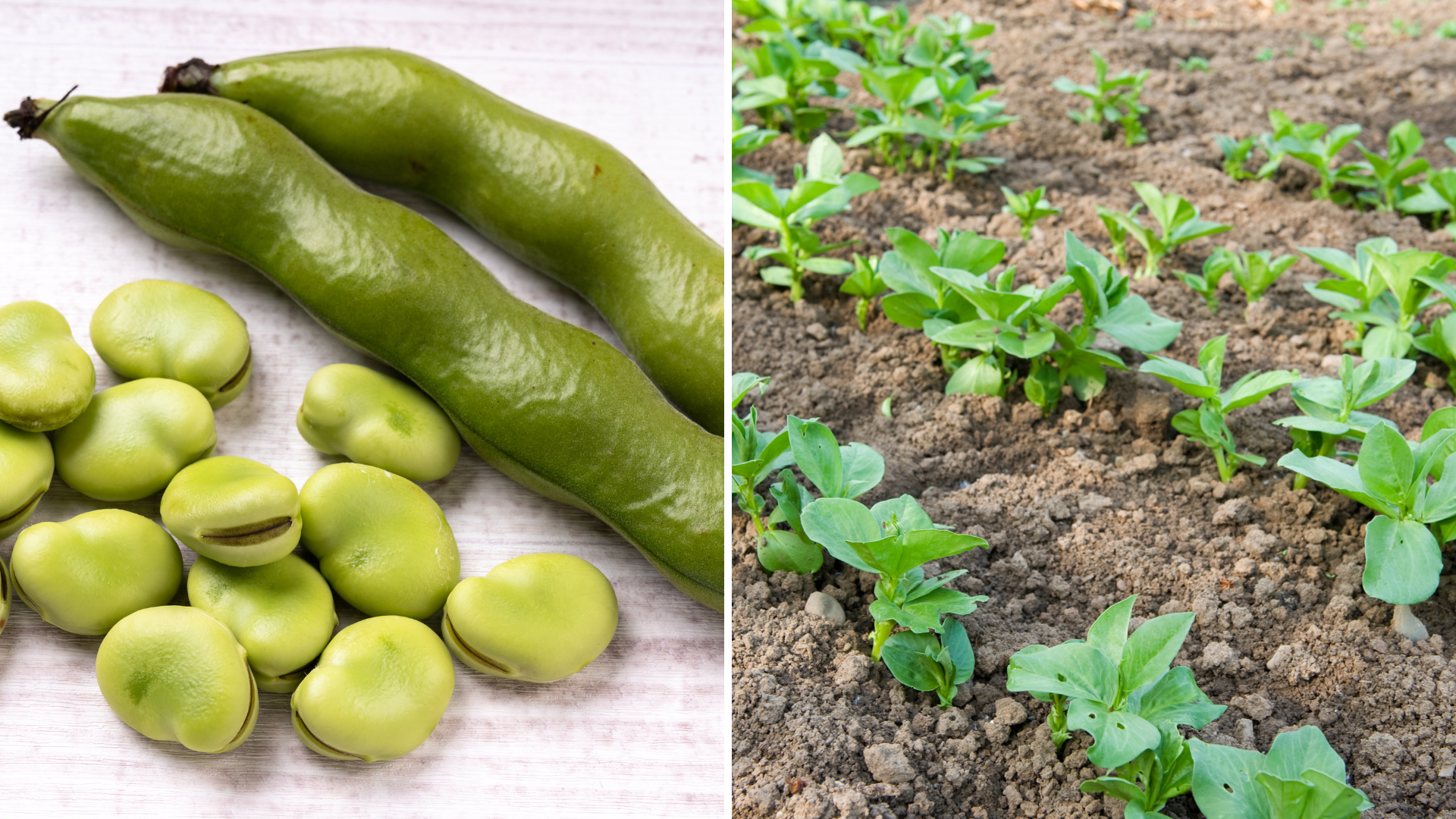 Sådan dyrker du hestebønner