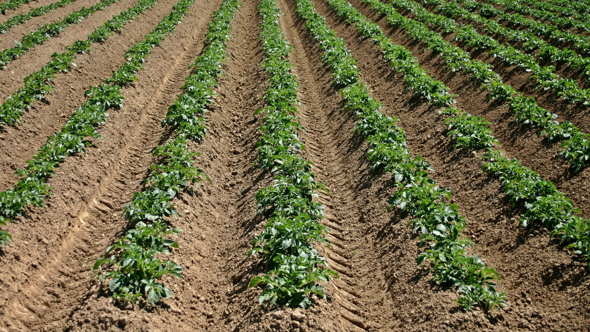 Slip for at hyppe kartofler – dyrk kartofler i højbede!