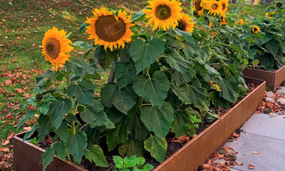 Skærmbillede 2025 03 18 Kl. 08.24.37 Skærmbillede 2025 03 18 Kl. 08.24.37