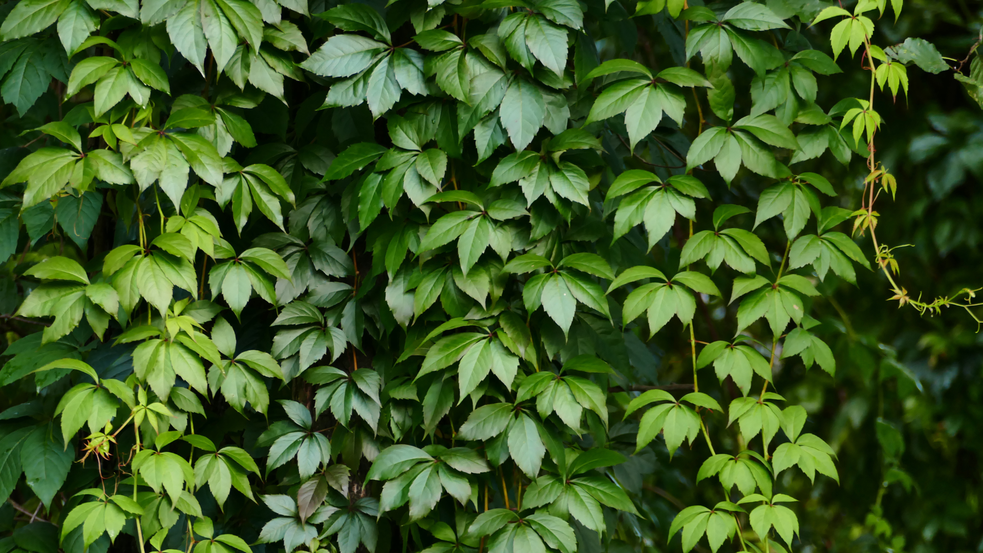 Vinbeskæring for begyndere