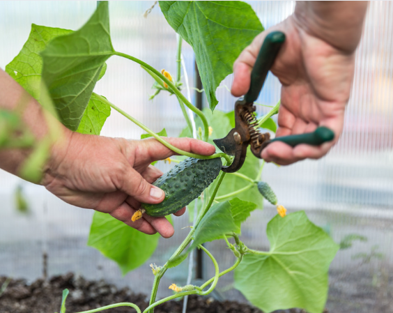 Sådan dyrker du agurker!