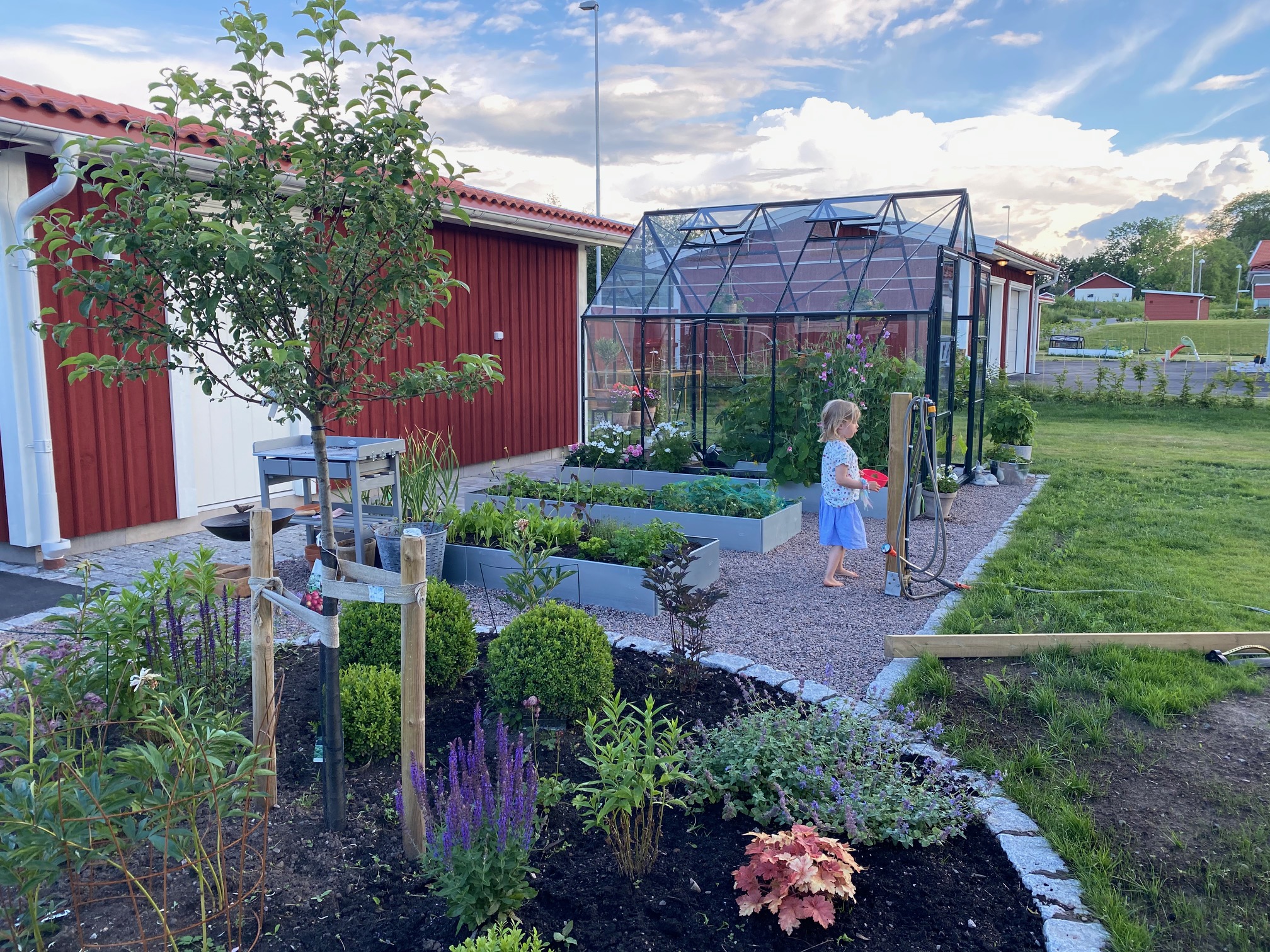 Kom godt i gang med at dyrke kål