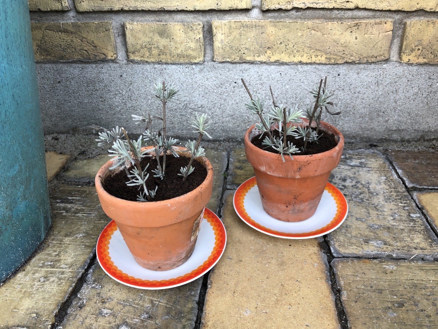 Stiklingeformering – sådan tager du stiklinger