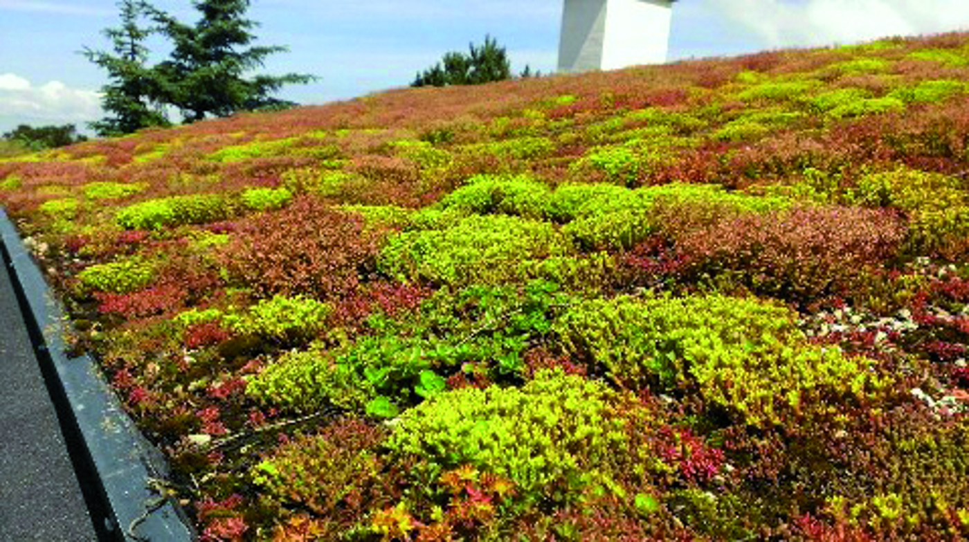 Bgreen It Sedumbakker 1182X688px