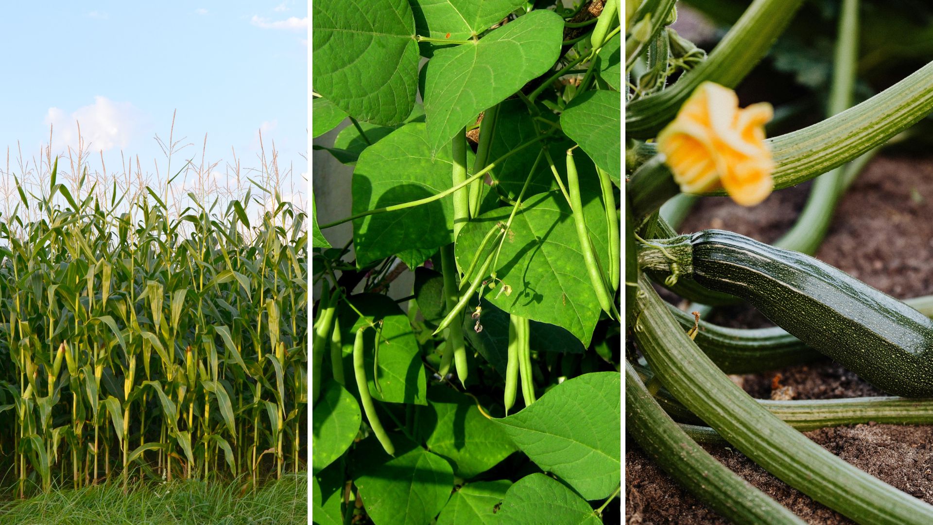 De tre søstre planter – en klassiker i haven med ny inspiration