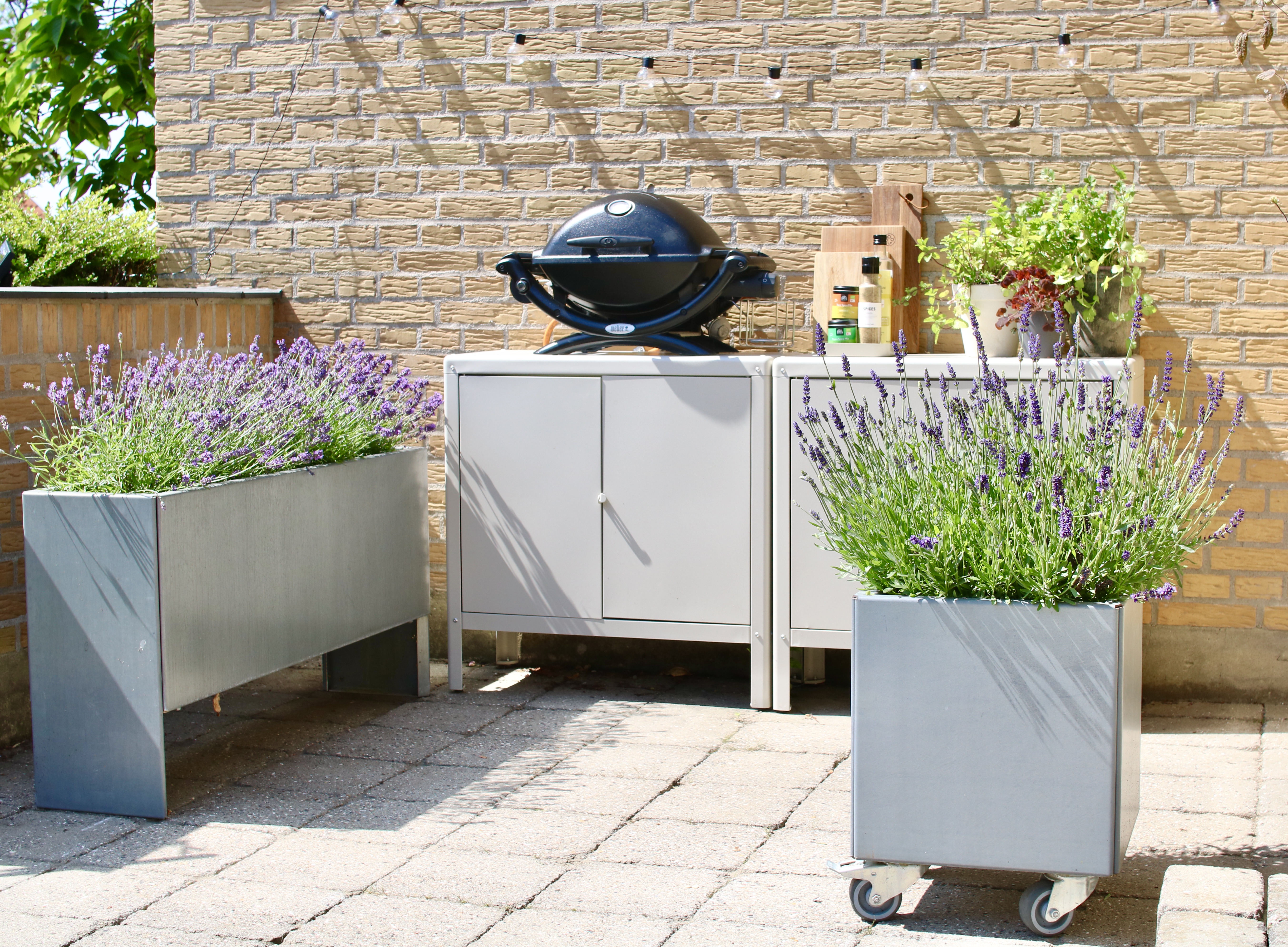 Krydderurter i plantekasser