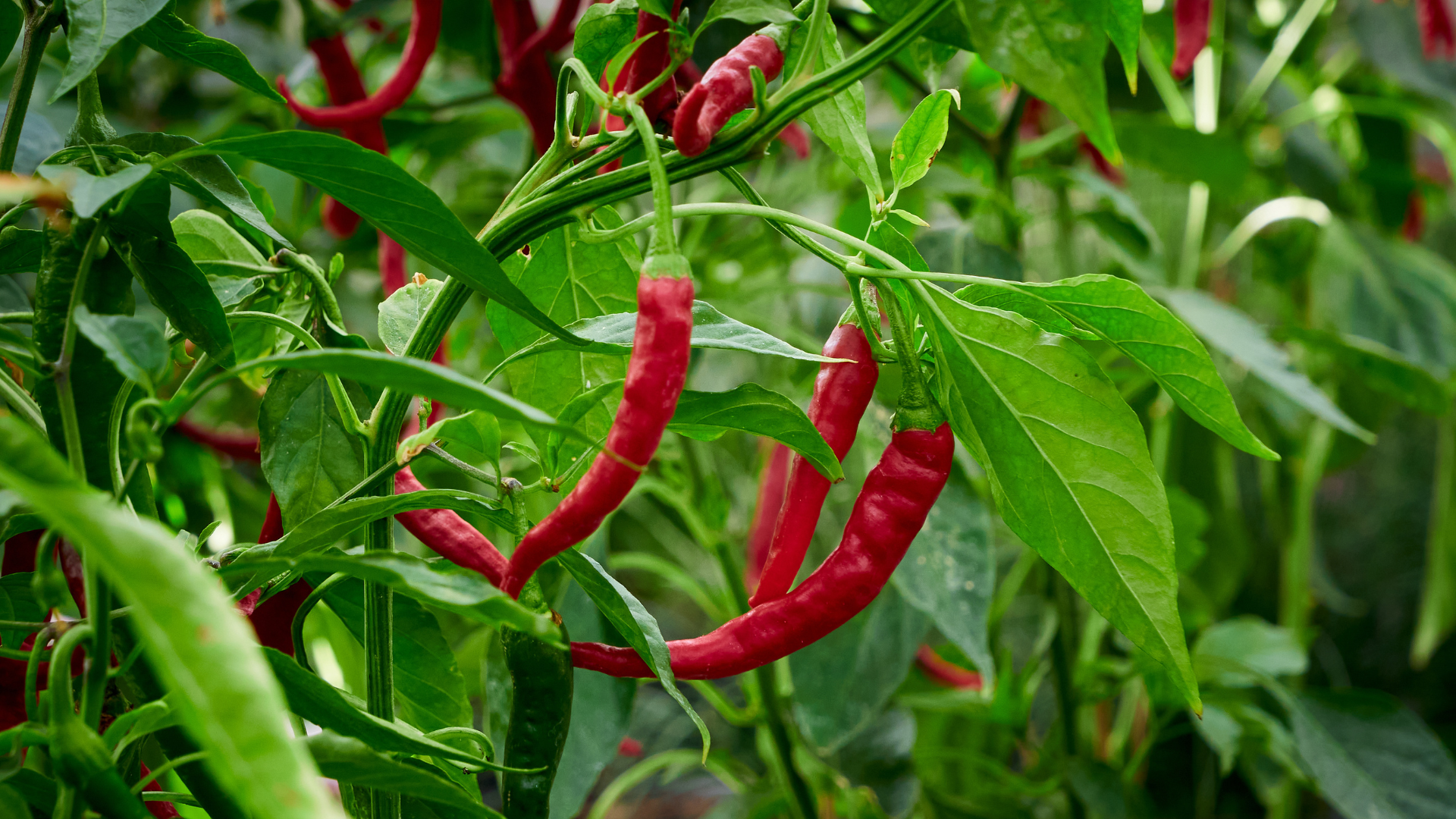 Tomat og chili uden drivhus