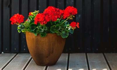 Geranier I Land Cirkles Corten Krukke Geranier I Land Cirkles Corten Krukke