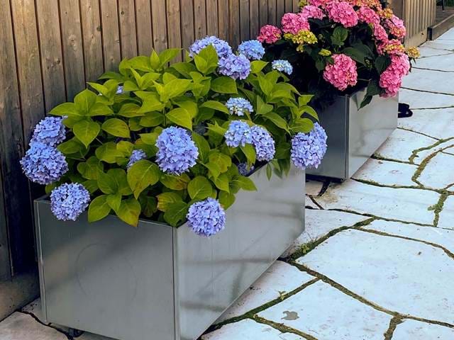 KYD Land Plus Med Hjul Sommer Hortensia KYD Land Plus Med Hjul Sommer Hortensia