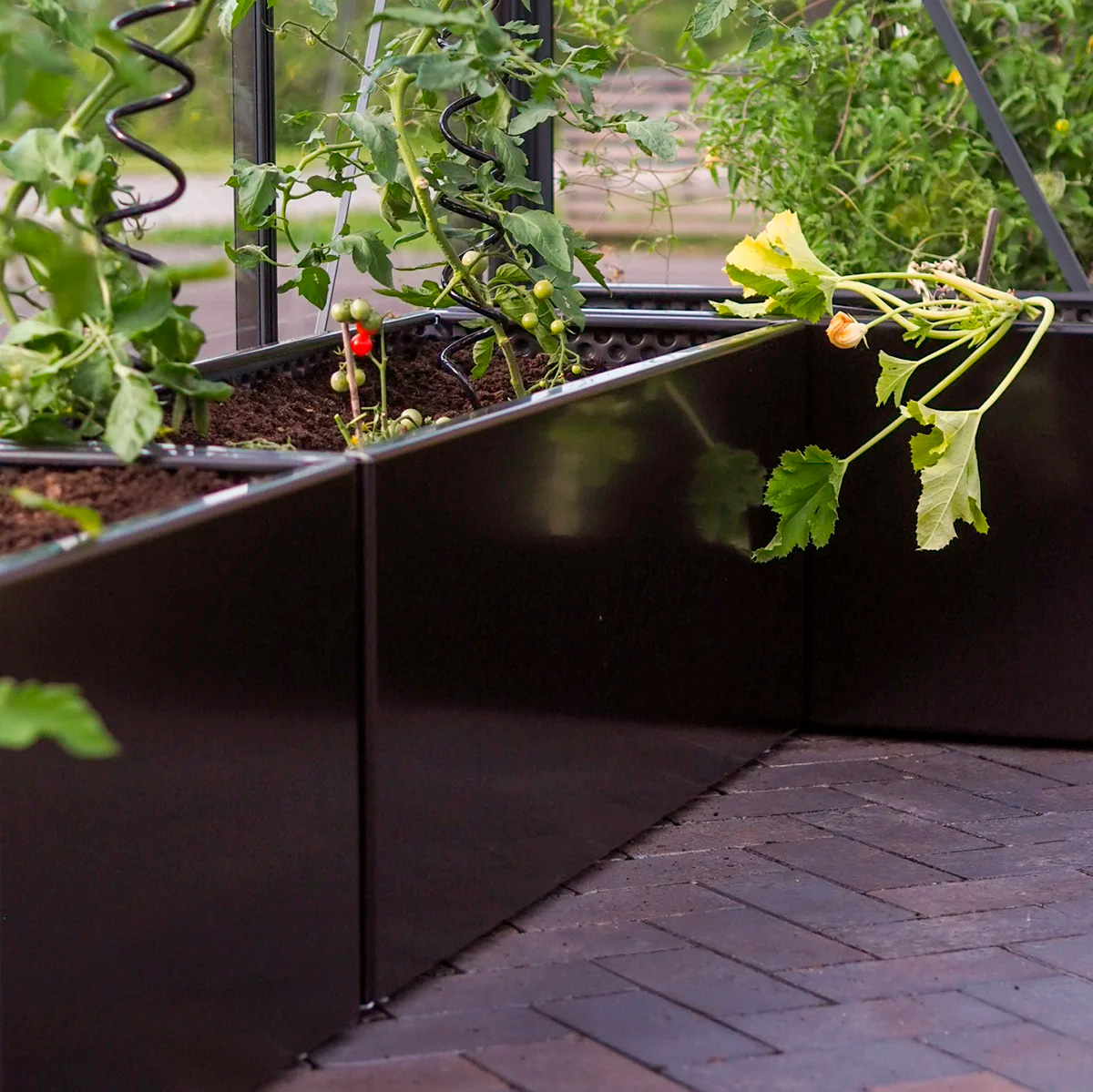 Sådan dyrker du tomater