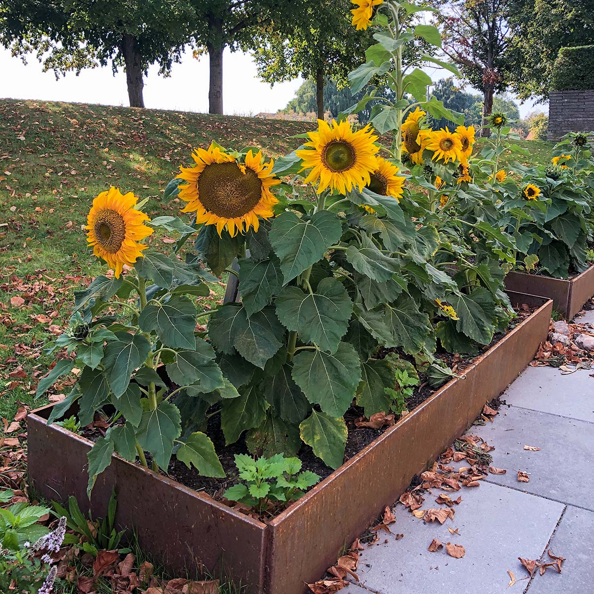 Land Classic Store Aflange Hoejbede Med Solsikker Beskaaret