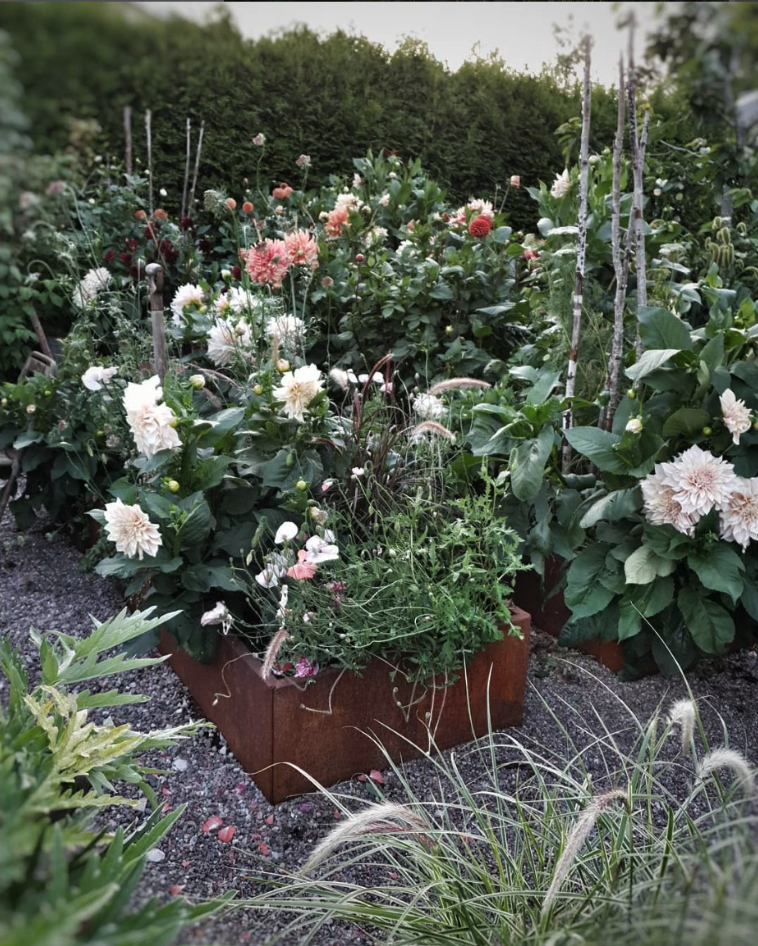 Få succes med dit georginebed