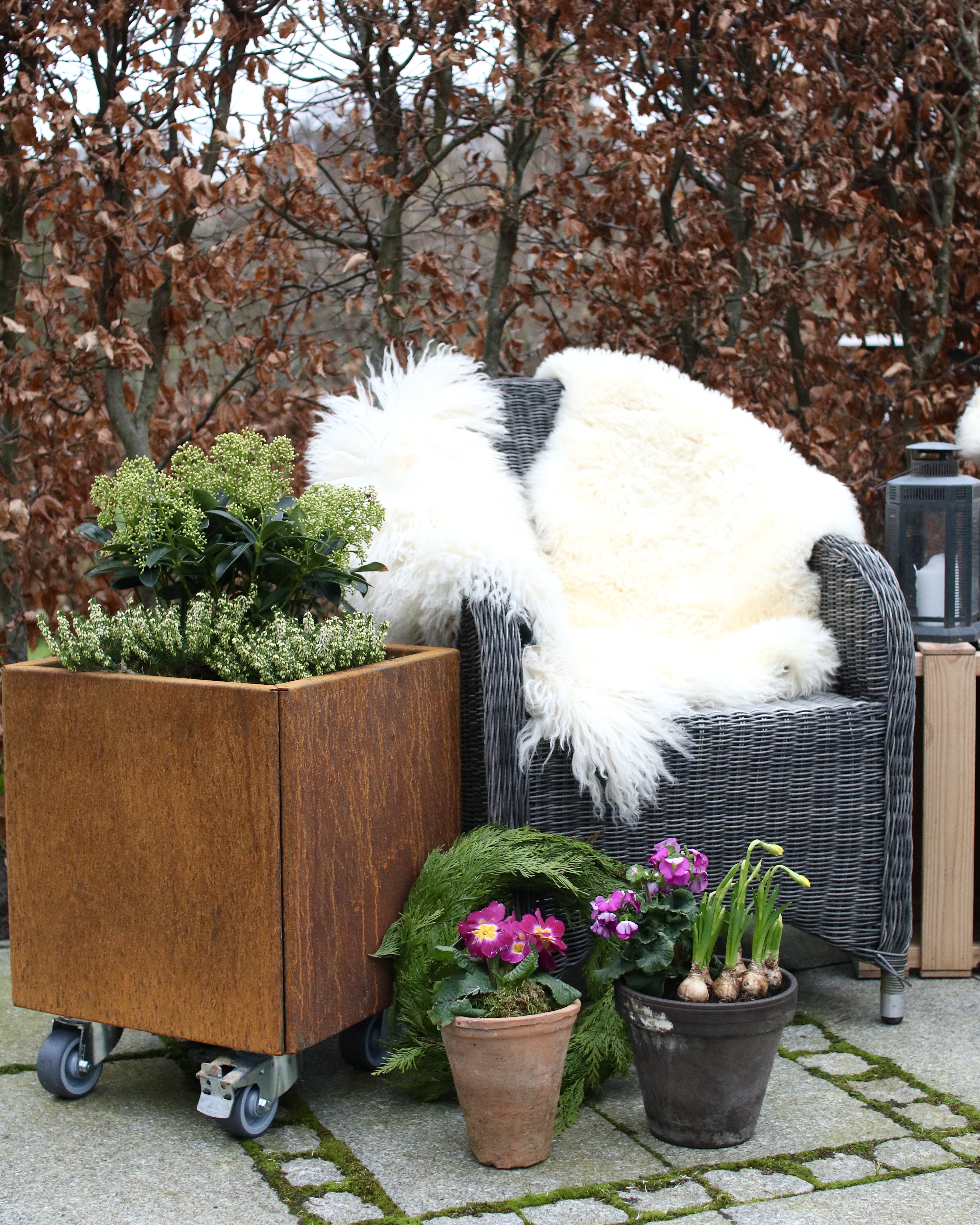 IMG 1450 Farverige Planter