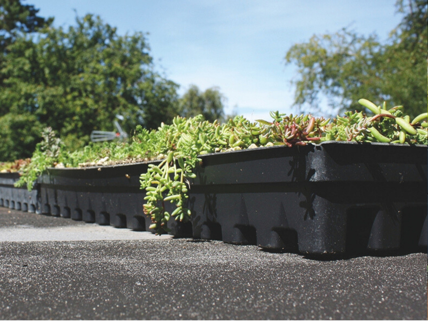 Bgreen It Sedumbakker