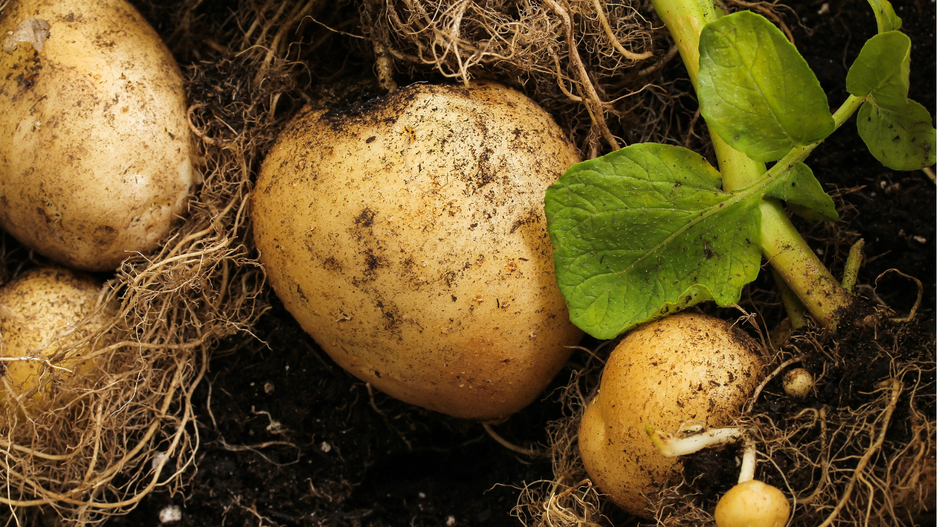 5 fantastiske kartoffelsorter du kan dyrke i højbed