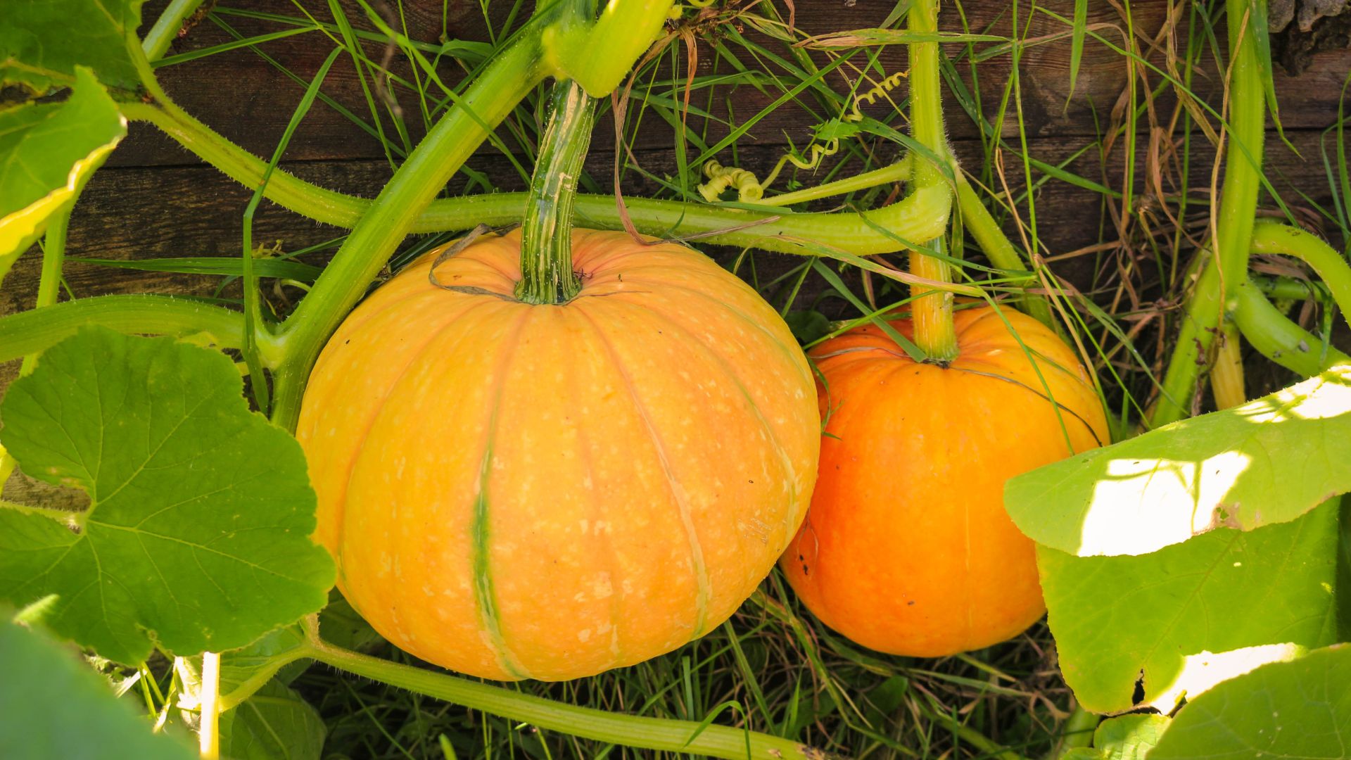 En græskar plante som tog overhånd.