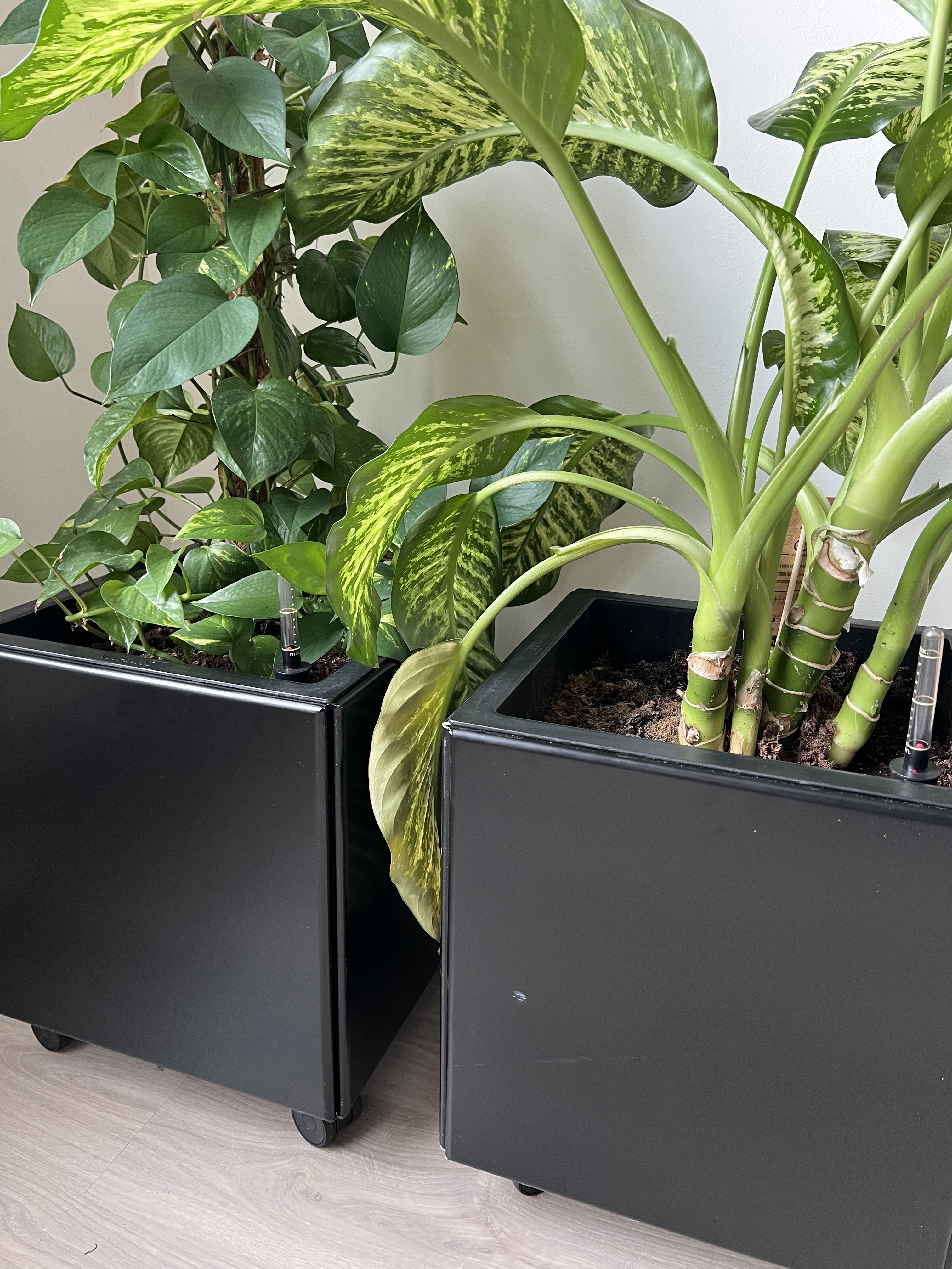 Lav en indendørs kaktushave!