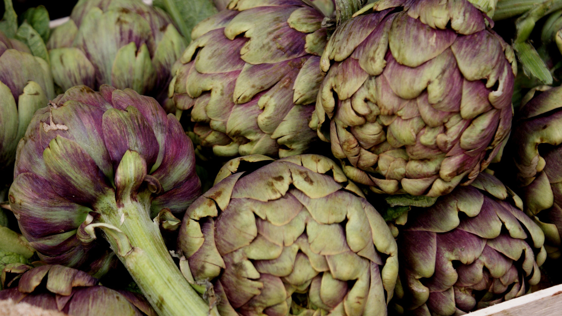 Sådan får du succes med artiskokker