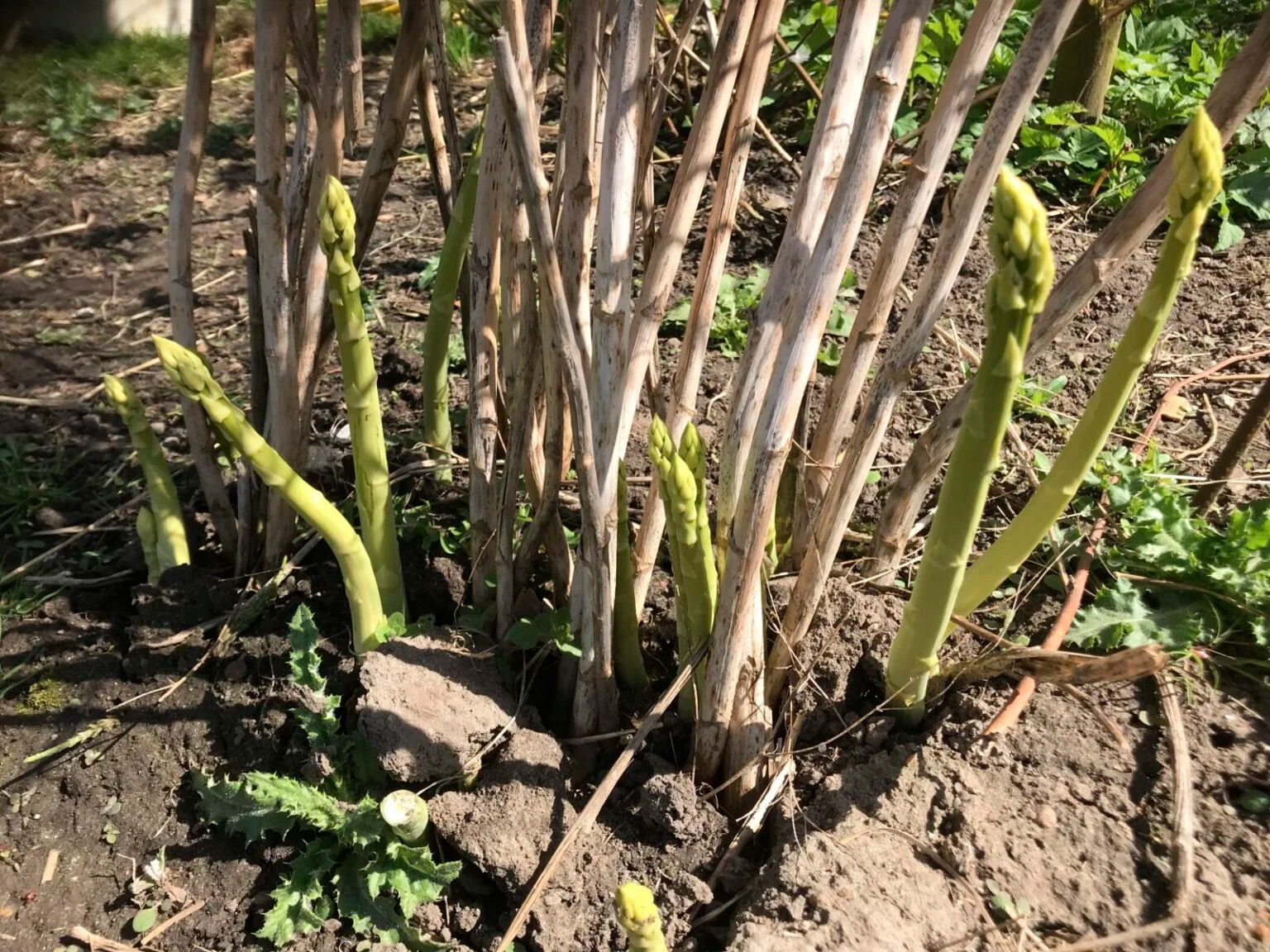 Lær at dyrke aspars i haven