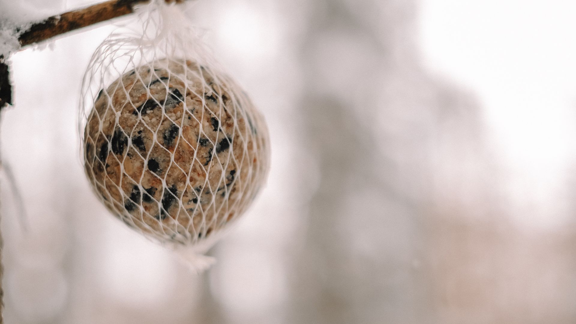 Sådan laver du hjemmelavede fuglekugler