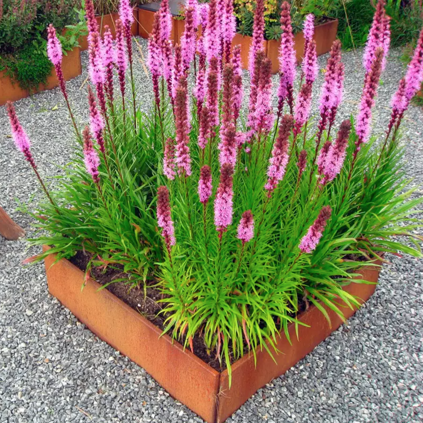 Sådan deler du dine stauder