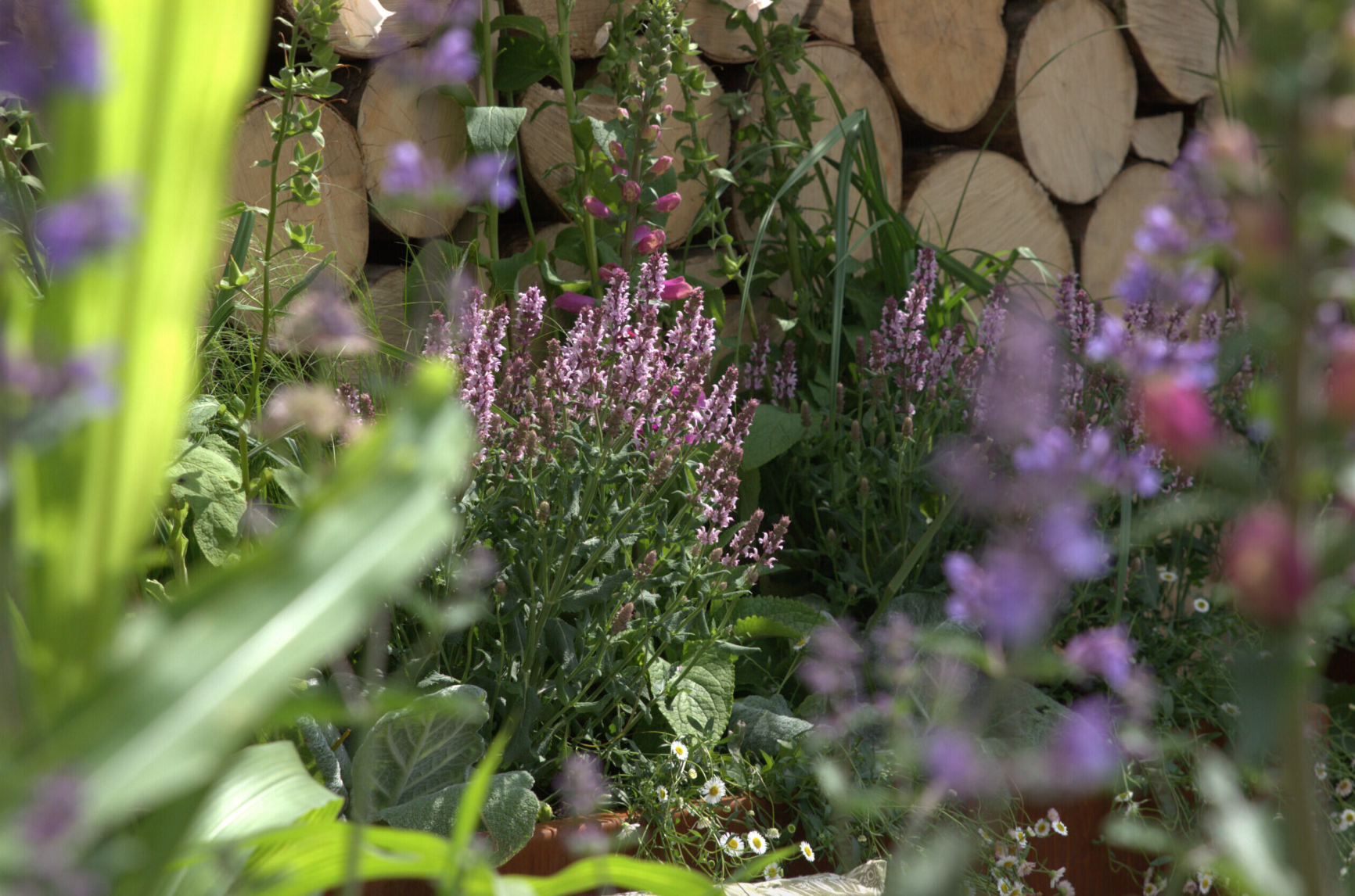 Se hvilke stauder der hittede på CPH Garden